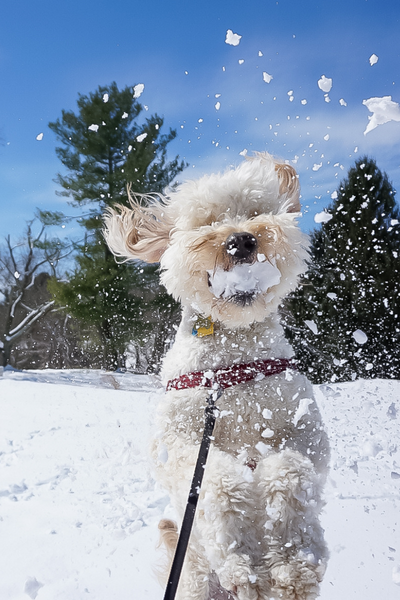 chien qui joue dans la neige