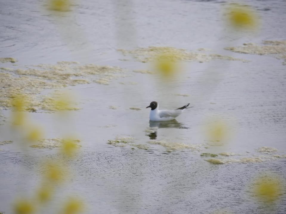 canard