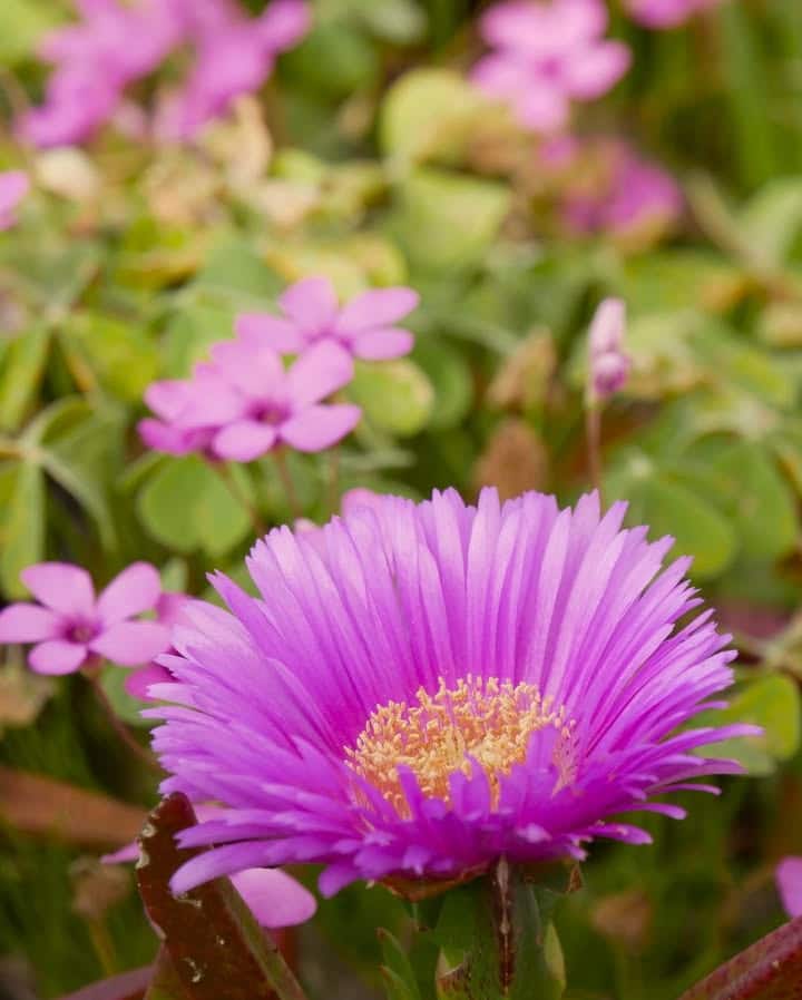 fleurs