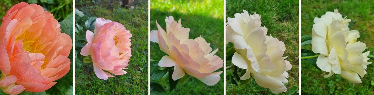 parole de photographe (9)