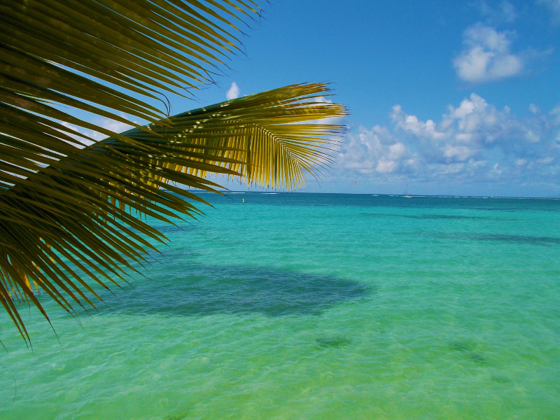 Palmier Guadeloupe