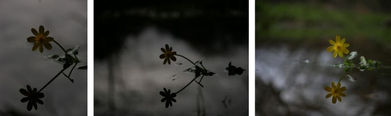 Parole de photographe : quand l'eau devient un miroir